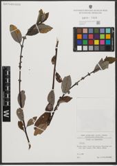 Foto von Salix L.
